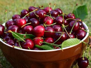 A cseresznye előnyei terhesség és szoptatás alatt: vitamintartalom, friss és fagyasztott bogyók előnyei