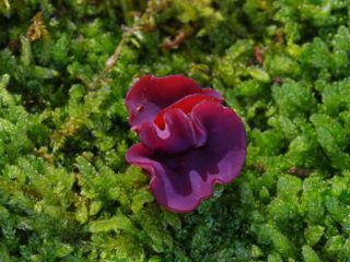 Ascocorina cilichnium: foto y descripción del hongo.