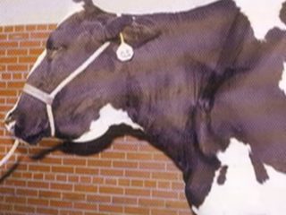 Paratuberculosis bovina: causas y síntomas, prevención.