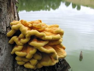 Sulfur-yellow tinder fungus (chicken, chicken mushroom): photo and description, cooking recipes