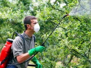Cómo rociar cerezas antes, durante y después de la floración, antes de que se abran los cogollos: plazos, calendario y reglas de procesamiento.