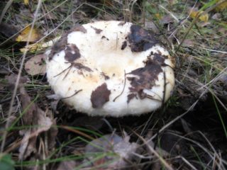 Hongos de leche en la región de Chelyabinsk: dónde crecen y cuándo recolectarlos
