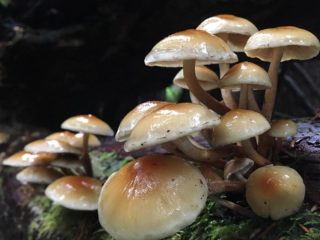 Hyfoloma cephaloforma: popis a fotografia