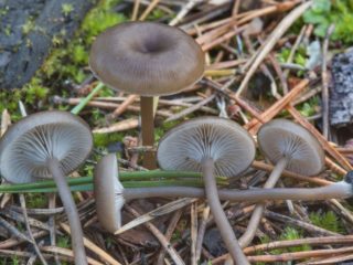 Omphalina cinder (myxomphaly cinder): fotografie și descriere