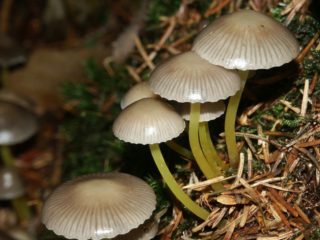 Mycena pegajosa: descripción y foto.
