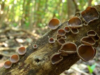 Auricularia densely hairy: photo and description, use