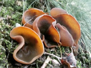Hnedý psík (hnedo-gaštanový, olivovo-hnedý): foto a popis