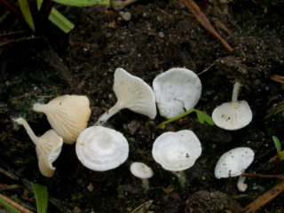 Omphalina infirmă: fotografie și descriere