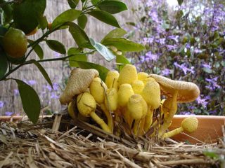 Birnbaum's white dung beetle: photo and description of the mushroom