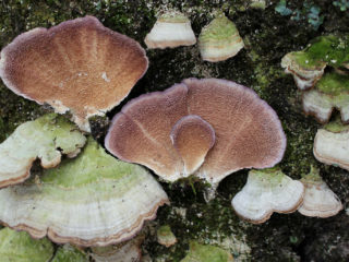 Trihaptum double: foto dan penerangan