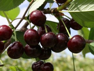 Cherry Khutoryanka: rasbeschrijving, foto's, recensies, bestuivers