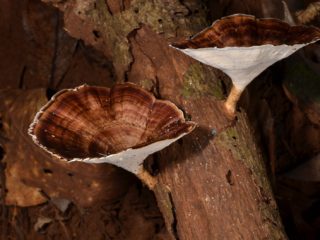 Pata amarilla microporus: foto y descripción.