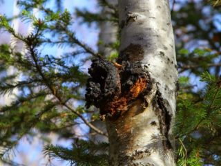 Chaga: con qué ayuda, para qué enfermedades, uso y contraindicaciones.