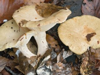 Pale milkweed: photo and description