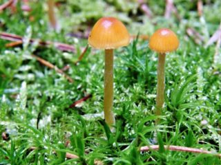 Galerina moss: description and photo