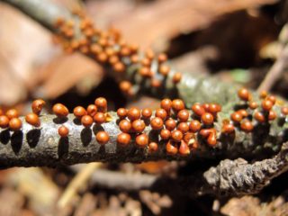 Leocarpus fragile: popis a foto