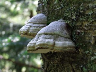 Hongo de yesca: comestible o no, por qué se llamó así, descripción y foto.