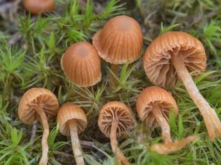 Psilocybe mountaina (Psilocybe Montana): fotografia a popis