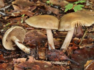 Agrocybe stopiformis: kde rastie a ako vyzerá, jedlá