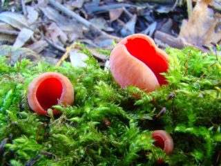 Sarcoscipha skarlát (Sarcoscipha vermilion, Pepitsa red): fénykép és leírás