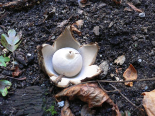 نبات نجمي مهدب (Geastrum مهدب ، نبات نجمي جالس): الصورة والوصف