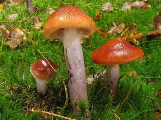 Mewarna sarang labah-labah (berbatang biru, lurus): foto dan penerangan