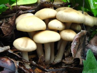 Bentgrass temprano (Agrocybe temprano): dónde crece y cómo se ve