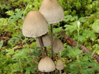 Paneolus campanulata (kurva zvončeková): fotografia a popis