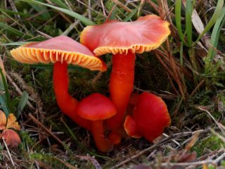 Hygrocybe cinabrio rojo: descripción y foto.