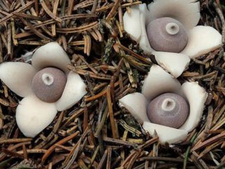 الأعشاب النجمية ذات الفصوص الأربعة (Geastrum ذات الفصوص الأربعة): الصورة والوصف