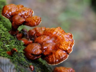 Lakovaný polypor (huba Reishi, Ganoderma): liečivé vlastnosti a kontraindikácie, fotografie a popisy, recenzie od lekárov v onkológii