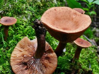 Silky milky (Watery-milky): description and photo