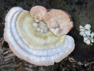 Stiff-haired tinder fungus (Trametes coarse-haired): photo and description