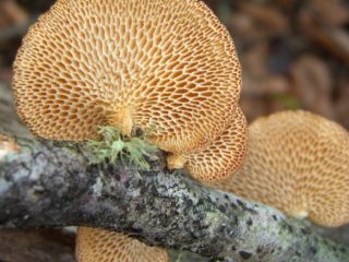 polypore الخلوي (السنخية، Polyporus الخلوية): الصورة والوصف