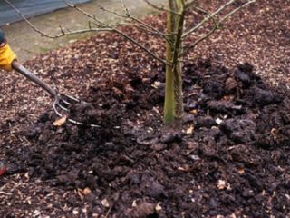 Fertilizers for cherries in the fall: rules for fertilizing for a good harvest