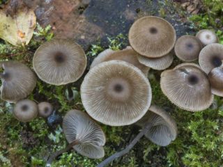Omphalina pohár (Arrhenia pohár): fotografia a popis