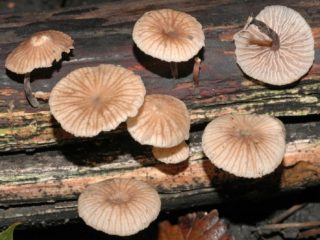 Stinkende nephnius (Mikromphale stinkend): foto en beschrijving