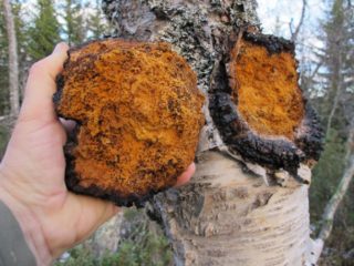 Chaga: hvordan rengjøre og forberede seg til tørking, oppbevaring hjemme