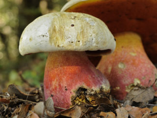 Boletus de hermosas patas: descripción y foto.