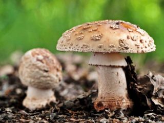 Perlová muchovník: fotografia a popis