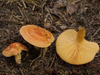 Milky orange: photo and description