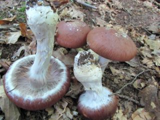 Sarang labah-labah yang sangat baik: foto dan penerangan