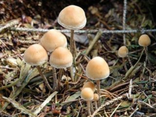 Hyfoloma ohraničená: popis a foto