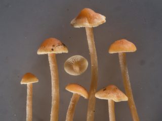 Hyfoloma predĺžená (Falošná pena s dlhými nohami): fotografia a popis