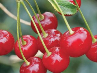 Cherry Zhelannaya: description of the variety, photos, reviews, pollinators
