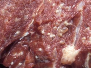 Cisticercosis (finnosis) en bovinos: fotos, diagnóstico y tratamiento.