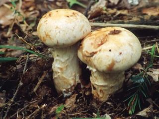 Hebeloma rădăcină: descriere și fotografie