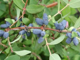 How to feed honeysuckle in the fall for a good harvest
