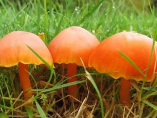 Roble Hygrocybe: comestibilidad, descripción y foto.