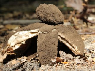 النجمة ذات الرأس الأسود (Geastrum ذات الرأس الأسود): الصورة والوصف